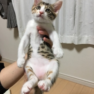 甘えん坊♡かわいい縞三毛のミッケ！