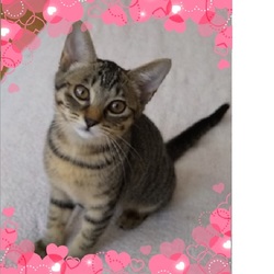 8月31日（土）　葛尾動物見守り隊　主催　保護猫譲渡会を開催します！