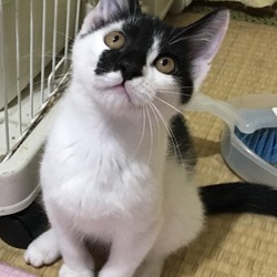 8月31日（土）　葛尾動物見守り隊　主催　保護猫譲渡会を開催します！ サムネイル2