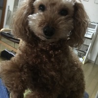 クッキー