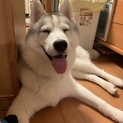 ハスキー里親募集
