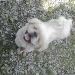 優しいペキニーズのゲン君