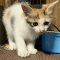 可愛い子猫ちゃん里親募集