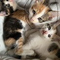 可愛い子猫ちゃん里親募集