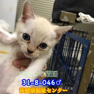 シャム風白ちゃん♂兄妹で収容 046