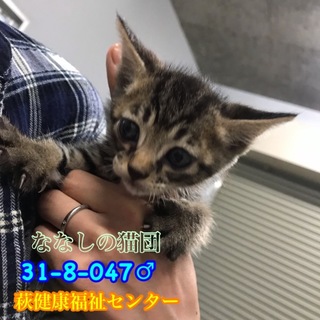 可愛いキジトラ子猫ちゃん♂兄妹で収容 047