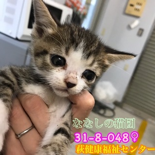 可愛いお顔の白キジちゃん♀兄妹で収容 048