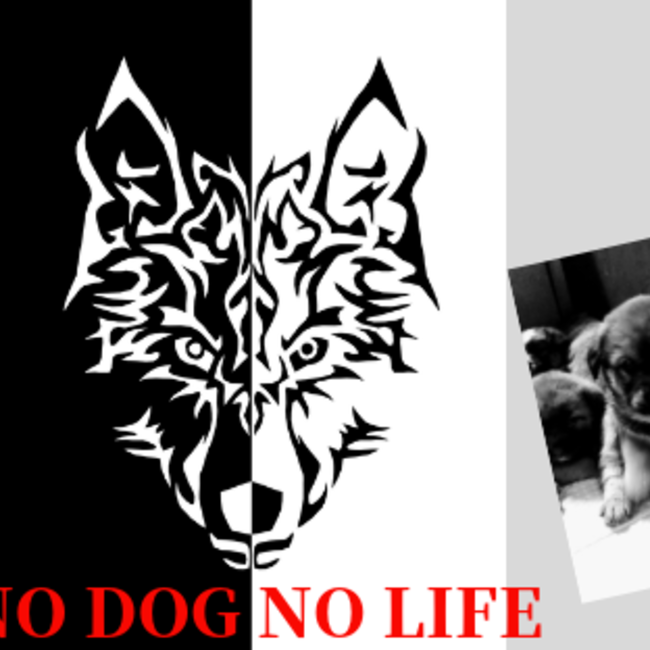 Doggys smileのカバー写真