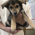 宮古島っ子のジャックです。