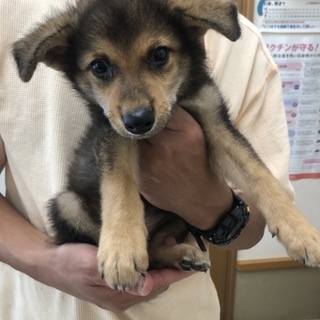 宮古島っ子のジャックです。