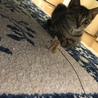 ランドくん