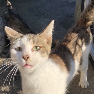 人が大好きな甘えた君です。