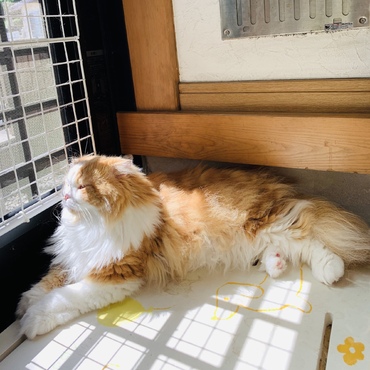 お外ウォッチング