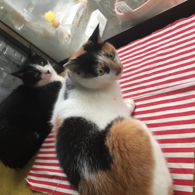あさみん。のカバー写真