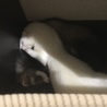 さーめろ