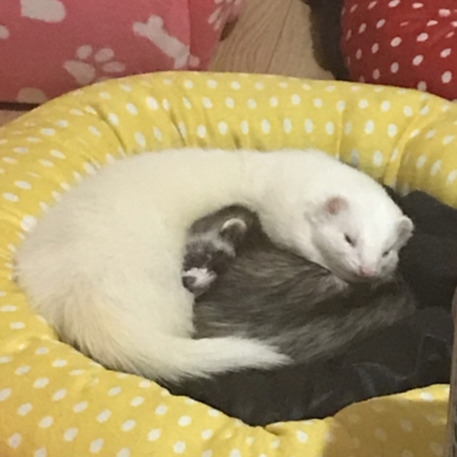 さーめろのカバー写真