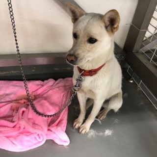 小さな野犬女子ひば子ちゃん