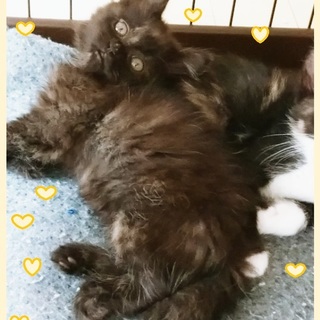 元気いっぱいのお転婆ガール姉妹！