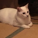 甘えっ子の「なな君」