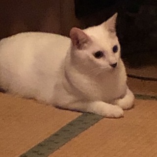 甘えっ子の「なな君」