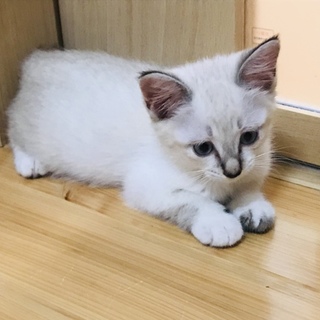 【子猫】ホームステイ可★シャム系メス【保護】