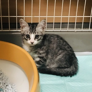 【子猫】ホームステイ可★サバトラオス【保護】