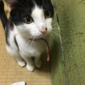 とにかく人間が大好きな猫です。