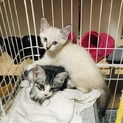 【子猫2匹】ホームステイ可★オスメス兄妹【保護】