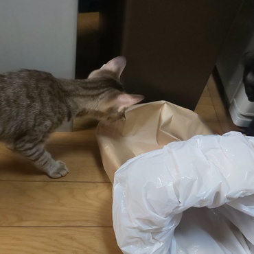 紙袋とビニールのコラボが好き