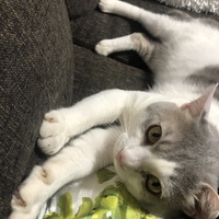 クレ