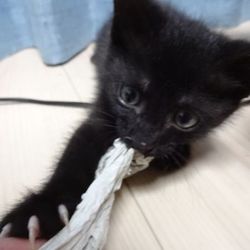 「てっちゃん、貧相なボールプールに酔いしれる」サムネイル1