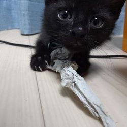 「てっちゃん、貧相なボールプールに酔いしれる」サムネイル2