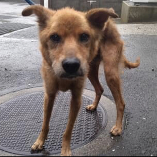 里親様決定しました✨✨ありがとうございます