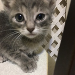 ７月11日生まれのカワイイ子猫です