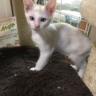 ブルーアイの美猫姉妹です