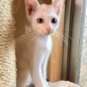 ブルーアイの美猫姉妹です サムネイル2