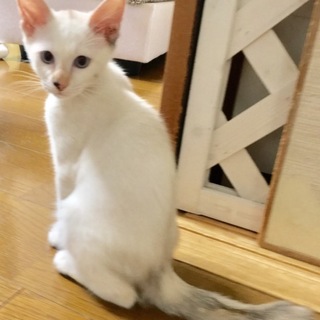 ブルーアイの美猫姉妹です
