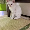 ブルーアイの美猫姉妹です サムネイル2