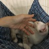 ブルーアイの美猫姉妹です サムネイル4