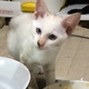 ブルーアイの美猫姉妹です サムネイル5