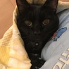 けろべろす
