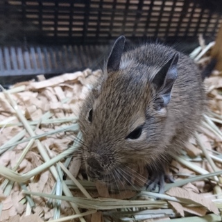 デグーベビー里親様募集