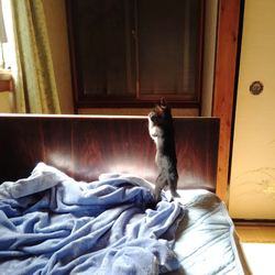 初めてのお留守番