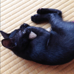 もじゃもじゃちゃん