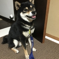 くろまめ