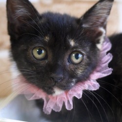 ＊子猫30匹以上〜譲渡会＊一時預かりボランティアさん募集説明会