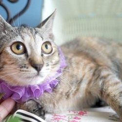 ＊幸せ探しのネコ譲渡会＊子猫＊