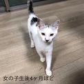 【代理投稿】キジ白ブチの女の子4ヶ月