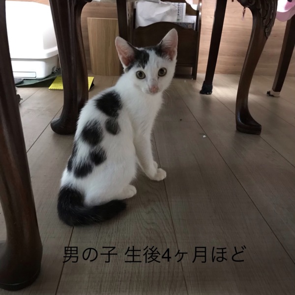 代理投稿】キジ白ブチの」東京都 - 猫の里親募集(278509) 4枚目の