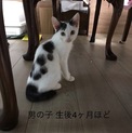 【代理投稿】キジ白ブチの男の子4ヶ月